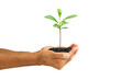 © shark749 - Hands holding green sprout isolated on white background with clipping path, environmental concept