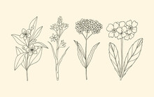 Collection Of Essential Oil Plants. Myrtle, Tuberose,verbena, Primrose
