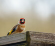 close up of a goldfinch dining out on the bird feeder sun flower heart seeds