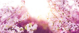 Fototapeta Na sufit - Branches of blossoming cherry on sunny background.
Panorama size landscape. 
Pink flowers.
Spring banner.
