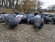 Flock of pigeons eating food at the park