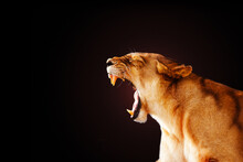 Yarning Female Lion Showing Tooth In Scary Look