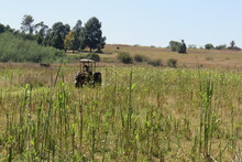 A  Female Farmer Cutting A Sorghum Plantation Field With A Cutter That Is Being Pulled By A Red Tractor Which She Is Driving, Under A Blue Clear Sky, On A Farm In South Africa During Autumn Season
