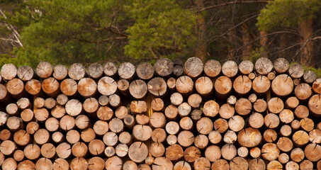 pile of naturial log round teak wood tree stump texture background pattern use for interior wall decoration