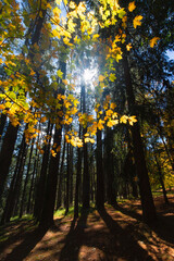 Wall Mural - sunlight shining through autumn leaves in the forest.