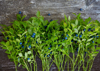 Wall Mural - wild blueberries on rustic wooden surface