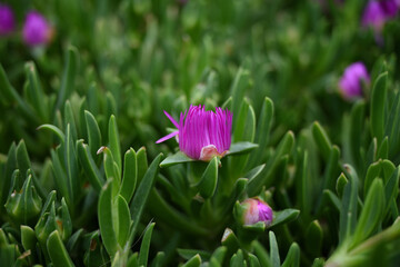 Sticker - carpobrotus