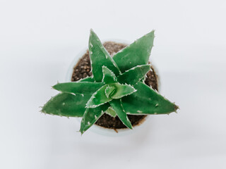 Top view of aloe vera in a pot on a white table