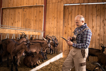 Wall Mural - Portrait of senior cattleman using tablet computer and observing domestic animals in farmhouse.