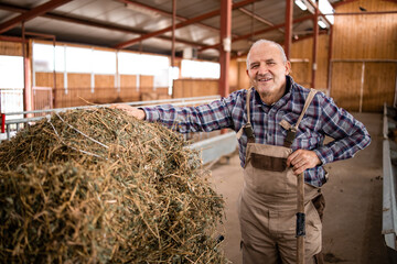 Wall Mural - Portrait of farmer standing by wheelbarrow with hay food and working in the farmhouse. Feeding domestic animals with healthy organic food.