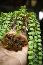 Dischidia Houseplants With Massive And Fertile Roots