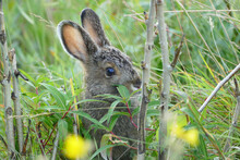Wild Hare Hidden In Grass In Denali National Park, Alaska, United States