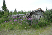 Old Abandoned Damaged Wooden Log Hut In Ghost Silver City, Kluane, Yukon, Canada