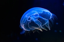 Jellyfish Dancing In The Dark Blue Ocean Water. Underwater Sea Life