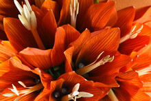 Orange Lilies On An Orange Background, Bouquet.