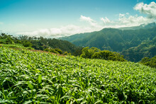 Corn Field Growing In The Mountains Of Madeira Island