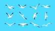 Sea gulls flying in sky. Set of seabirds. Isolated silhouettes on blue background. Vector illustration in flat style.