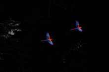 Brazil, Mato Grosso Do Sul, Jardim, Scarlet Macaws In Flight
