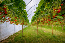 UK, Hereford, Strawberries Growing At Organic Farm