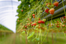 UK, Hereford, Close-up Of Strawberries Growing At Organic Farm