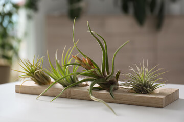 Different tillandsia plants on white table. House decor