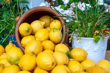 Scattered lemons spilling from a clay pot and vase with plants.