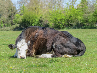 Wall Mural - pretty black and white cow lying in the spring sunshine