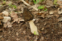 Black Morels Mushroom (morchella Elata, Morchellaceae) Are Excellent Tasting Edible Mushrooms And Sought After As A Delicacy. Garbsen, City Park Schwarzer See, Lower Saxony, Germany At Spring Time.
