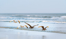 Brown And Speckled Seagulls Flying At Daytona Beach Florida.