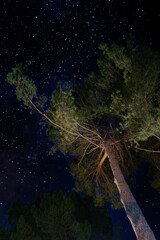 pine at night with the moon in the background and the blue sky