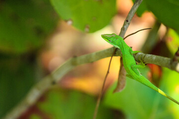 Wall Mural - Green Anole Lizard in the Garden 