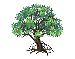 Wall Mural - mangrove tree vector illustration