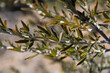 © CarlosHerreros - Hojas en la rama de un árbol presente en el parque nacional del Teide