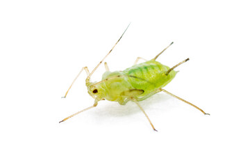green fly or aphid parasite pest insect isolated on white background