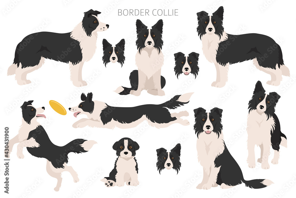 Border collie clipart. Different poses, coat colors set - obrazy, fototapety, plakaty 