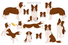 Border Collie Clipart. Different Poses, Coat Colors Set