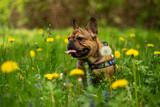 Fototapeta  - French Bulldog in the meadow