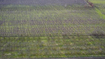 Poster - Apple orchards in Rogow village in Brzeziny County, Lodzkie Voivodeship of Poland, 4k video