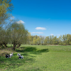 calves in grassy meadow with spring flowers on sunny spring day under blue sky in dutch part land va