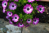 Fototapeta Kwiaty - kwiaty rośliny makro wiosna natura