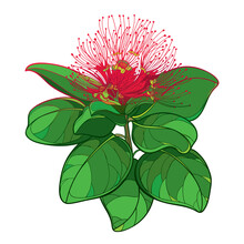 Outline Branch Of Metrosideros Or Pohutukawa Or Christmas Tree With Red Flower And Leaves Isolated On White Background. 
