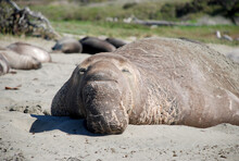 Male Sea Elephant Laying On San Simeon Beach, California