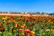 A Stunning Shot Of Acres Of Pink, Yellow, White, Purple And Red Flowers In The Field With Palm Trees And Other Lush Green Trees And Plants With Blue Sky At The Flower Fields In Carlsbad California