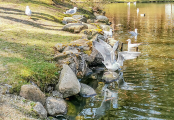 Photo of seagulls and ducks in a pond in a public park