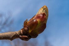 Russia. April 27, 2021. Swollen Chestnut Bud In Early Spring.