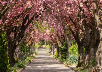 Road with blossoming cherry trees