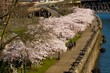 Portland, Oregon - 4-2-2021:  People on boardwalk along Willamette River, Cherry blossom trees in bloom on the downtown waterfront