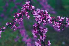 Selective-focus Shot Of Redbud Flowers On The Twigs