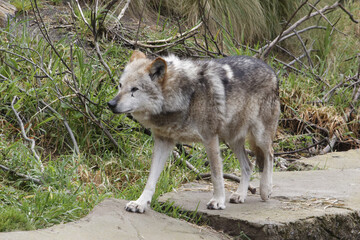  Mexican Gray Wolf.