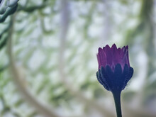 Shallow Focus Shot Of A Beautiful Flower Bud With Soft Purple Petals In The Garden